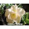 Adenium Obesum Cv.lemon Yellow Blanc - Taille Caudex D'environ 2000g 25/30cm Très Gros Caudex -Feuilora Soldes Boutique 640391f79e4640.10944955