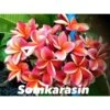 Plumeria Rubra "somkarasin" (frangipanier) Orange - Taille Pot De 2 Litres ? 20/30 Cm -Feuilora Soldes Boutique 640391fa26b6b8.97824223