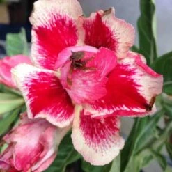 Adenium Obesum Cv.chock Amnuay Jaune Rose - Taille Caudex D'environ 300g 20/25cm -Feuilora Soldes Boutique 640391fb5d5c48.78004902