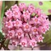 Hoya Parasitica (fleur De Porcelaine, Fleur De Cire) Rose - Taille Pot De 2 Litres - 20/40 Cm -Feuilora Soldes Boutique 640391fc94fe25.80776094