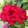 Adenium Obesum Cv. Vietnam Red Rouge - Taille Caudex D'environ 150g -Feuilora Soldes Boutique 640391fee5a9c1.53206887