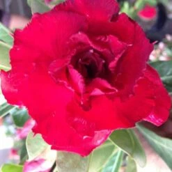 Adenium Obesum Cv. Vietnam Red Rouge - Taille Caudex D'environ 150g 7 Adenium Obesum Cv. Vietnam Red Rouge - Taille Caudex D'environ 150g -Feuilora Soldes Boutique 640391fee9f673.79062326