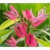 Pavonia Multiflora (candélabre Brésilien) Taille Pot De 2 Litres - 20/60 Cm - Rouge -Feuilora Soldes Boutique 64039200267432.39601332