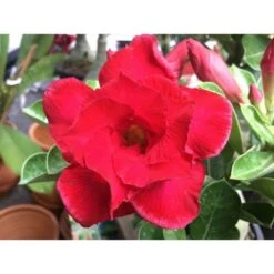 Adenium Obesum Cv. Udomsap Double Rouge - Taille Caudex D'environ 150g -Feuilora Soldes Boutique 64039203a9ed06.21174573