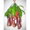 Nephentes Alata (plante Carnivore) Taille Pot De 2 Litres ? 30/40 Cm -Feuilora Soldes Boutique 6403921460c815.58670353