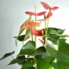 Anthurium Andreanum Rose Colorado (anthure Flamant Rose, Langue De Feu) Taille Pot De 2 Litres - 50/70 Cm -Feuilora Soldes Boutique 6403921701c7c0.12352344