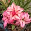 Adenium Obesum Cv.arrow Rose - Taille Caudex D'environ 2000g 25/30cm Très Gros Caudex -Feuilora Soldes Boutique 64039218347512.34537358