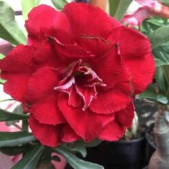 Adenium Obesum Cv.nakarad Red Rouge - Taille Caudex D'environ 300g 20/25cm -Feuilora Soldes Boutique 6403921d23e9a1.18763702