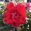 Adenium Obesum Cv.nakarad Red Rouge - Taille Caudex D'environ 300g 20/25cm -Feuilora Soldes Boutique 6403921d28cc46.99255139