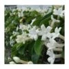 Stephanotis Floribunda (jasmin De Madagascar) Taille Pot De 2 Litres ? 40/60 Cm -Feuilora Soldes Boutique 6403921eb81505.52082345