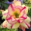 Adenium Obesum Cv.thong Yod Jaune Et Rouge - Taille Caudex D'environ 300g 20/25cm -Feuilora Soldes Boutique 6403922611b1a6.49356406