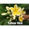 Plumeria Rubra "yellow Bird" (frangipanier) Jaune - Taille Pot De 2 Litres ? 20/30 Cm -Feuilora Soldes Boutique 6403922eb20438.45388353