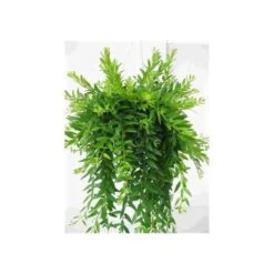 Aeschynanthus Hybride "japhrolepis" Taille Pot De 2 Litres - 20/60 Cm - Rouge 5 Aeschynanthus Hybride "japhrolepis" Taille Pot De 2 Litres - 20/60 Cm - Rouge -Feuilora Soldes Boutique 6403923301bdf2.16638163