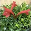 Aeschynanthus Hybride "japhrolepis" Taille Pot De 2 Litres - 20/60 Cm - Rouge -Feuilora Soldes Boutique 6403923307a876.41231028