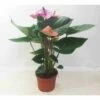 Anthurium Andreanum Rose Cavalli (anthure Flamant Rose, Langue De Feu) Taille Pot De 1 Litre- 40/60cm 1 Anthurium Andreanum Rose Cavalli (anthure Flamant Rose, Langue De Feu) Taille Pot De 1 Litre- 40/60cm -Feuilora Soldes Boutique 64039239b9ab63.93270528