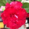 Adenium Obesum Cv.triple Red Rouge - Taille Caudex D'environ 150g -Feuilora Soldes Boutique 6403923b3f75b3.39917595