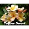 Plumeria Rubra "dwarf Yellow" (frangipanier) Taille Pot De 2 Litres ? 20/30 Cm - Jaune Et Blanc -Feuilora Soldes Boutique 6403923cbac707.68680865