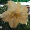 Adenium Obesum Cv.golden Dragon Jaune - Taille Caudex D'environ 2000g 25/30cm Très Gros Caudex -Feuilora Soldes Boutique 6403923e46b430.46946295