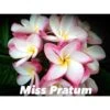 Plumeria Rubra "miss Pratum" (frangipanier) Taille Pot De 2 Litres ? 20/30 Cm - Tricolor 1 Plumeria Rubra "miss Pratum" (frangipanier) Taille Pot De 2 Litres ? 20/30 Cm - Tricolor -Feuilora Soldes Boutique 64039244eb3cb2.51141192