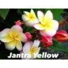 Plumeria Rubra "jantra Yellow" (frangipanier) Taille Pot De 2 Litres ? 20/30 Cm - Tricolor 2 Plumeria Rubra "jantra Yellow" (frangipanier) Taille Pot De 2 Litres ? 20/30 Cm - Tricolor -Feuilora Soldes Boutique 640392472d5975.14405685