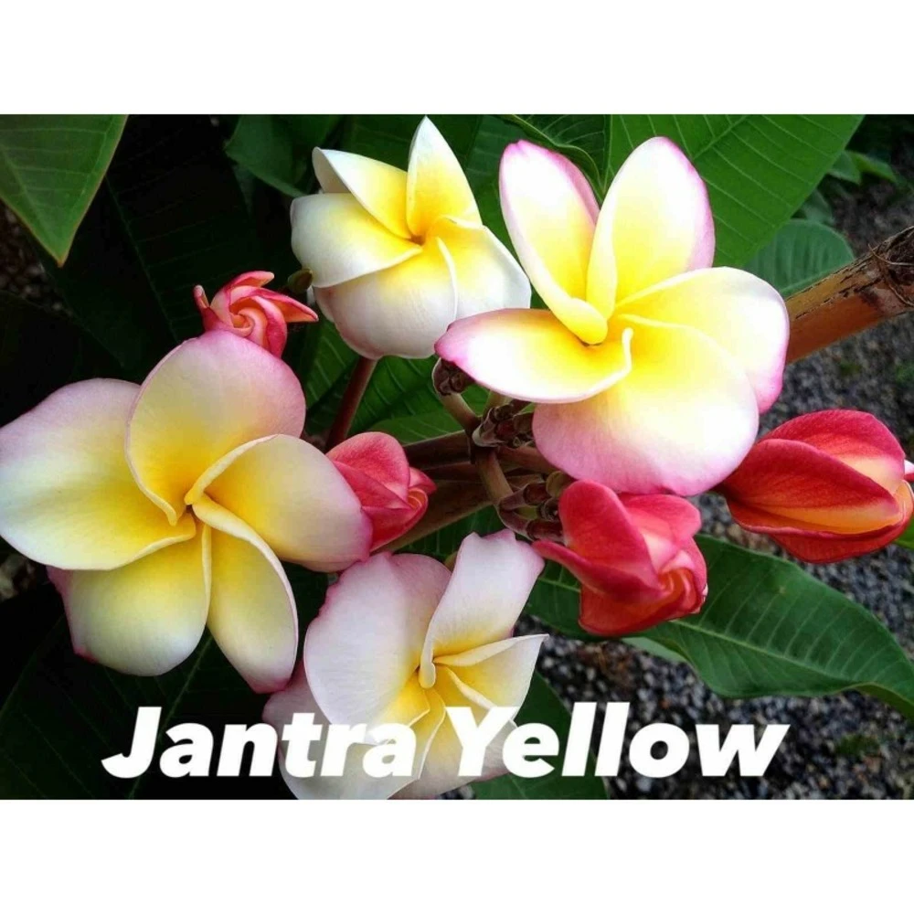 Plumeria Rubra "jantra Yellow" (frangipanier) Taille Pot De 2 Litres ? 20/30 Cm - Tricolor 3 Plumeria Rubra "jantra Yellow" (frangipanier) Taille Pot De 2 Litres ? 20/30 Cm - Tricolor