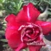 Adenium Obesum Cv.bai Lay Red Rouge - Taille Caudex D'environ 300g 20/25cm -Feuilora Soldes Boutique 64039248354987.10990893