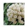 Hoya Loyceandrewsiana (fleur De Porcelaine, Fleur De Cire) Taille Pot De 2 Litres - 20/40 Cm -Feuilora Soldes Boutique 6403924aace4c7.71307836