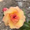 Adenium Obesum Cv.golden Buddha Orange - Taille Caudex D'environ 300g 20/25cm -Feuilora Soldes Boutique 64039250b6a781.82306059