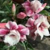 Adenium Obesum Cv.muang Prasertsri Blanc Et Rose - Taille Caudex D'environ 150g -Feuilora Soldes Boutique 64039251eb94a4.37322393