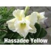 Adenium Obesum Cv.hussadee Yelow Blanc - Taille Caudex D'environ 300g 20/25cm -Feuilora Soldes Boutique 64039254b651f8.67839412