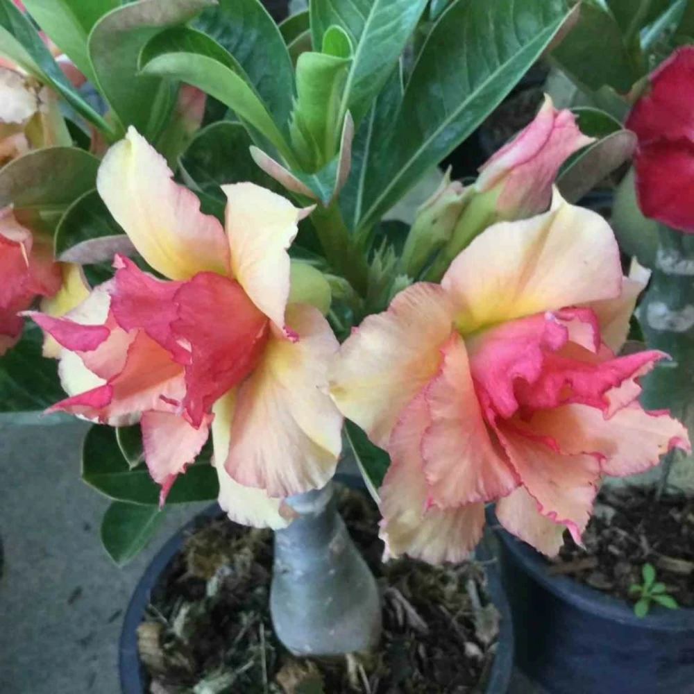 Adenium Obesum Cv.sherbet Jaune Et Rouge - Taille Caudex D'environ 300g 20/25cm 3 Adenium Obesum Cv.sherbet Jaune Et Rouge - Taille Caudex D'environ 300g 20/25cm
