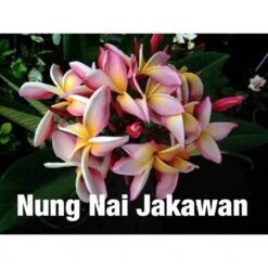 Plumeria Rubra "nung Nai Jakawan" (frangipanier) Taille Pot De 2 Litres ? 20/30 Cm - Blanc/jaune/rose