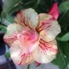 Adenium Obesum Cv.ruong Thong Jaune Rose - Taille Caudex D'environ 300g 20/25cm -Feuilora Soldes Boutique 64039258a53b73.15079092