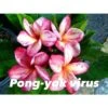 Plumeria Rubra "pong Yok Virus" (frangipanier) Taille Pot De 2 Litres ? 20/30 Cm - Blanc/jaune/rose -Feuilora Soldes Boutique 6403925e188ff8.41427186