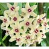Hoya Buotii (fleur De Porcelaine, Fleur De Cire) Taille Pot De 2 Litres - 20/40 Cm - Blanc Et Rose -Feuilora Soldes Boutique 6403925f97d320.93178062