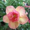 Adenium Obesum Cv.peach Jaune Rose - Taille Caudex D'environ 2000g 25/30cm Très Gros Caudex -Feuilora Soldes Boutique 64039262d8b5c6.97043666
