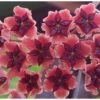 Hoya Bordenii (fleur De Porcelaine, Fleur De Cire) Taille Pot De 2 Litres - 20/40 Cm - Rose Violacé -Feuilora Soldes Boutique 64039266a0ed35.64831292