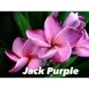 Plumeria Rubra "jack Purple" (frangipanier) Taille Pot De 2 Litres ? 20/30 Cm - Violet -Feuilora Soldes Boutique 6403926b357d01.74623251