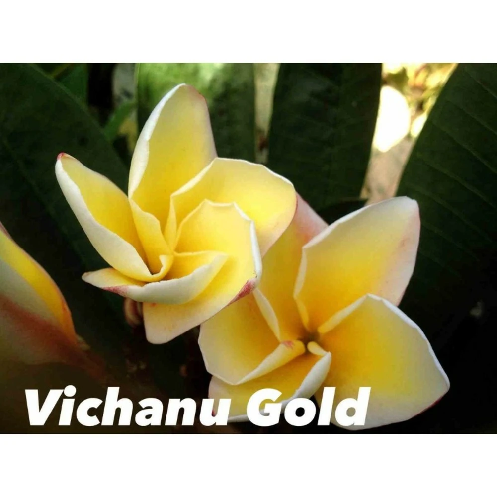 Plumeria Rubra "vichanu Gold" (frangipanier) Jaune - Taille Pot De 2 Litres ? 20/30 Cm 3 Plumeria Rubra "vichanu Gold" (frangipanier) Jaune - Taille Pot De 2 Litres ? 20/30 Cm