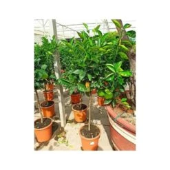 Citrus Sinensis (oranger) Blanc - Taille Pot De 4 Litres - 30/50 Cm 8 Citrus Sinensis (oranger) Blanc - Taille Pot De 4 Litres - 30/50 Cm -Feuilora Soldes Boutique 640394663e45d1.54346571