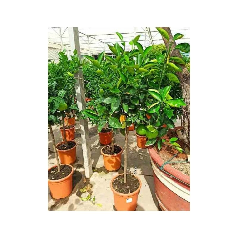 Citrus Sinensis (oranger) Blanc - Taille Pot De 4 Litres - 30/50 Cm 5 Citrus Sinensis (oranger) Blanc - Taille Pot De 4 Litres - 30/50 Cm – Image 3