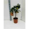Citrus Sinensis (oranger) Blanc - Taille Pot De 4 Litres - 30/50 Cm -Feuilora Soldes Boutique 640394664b5fd9.15680431