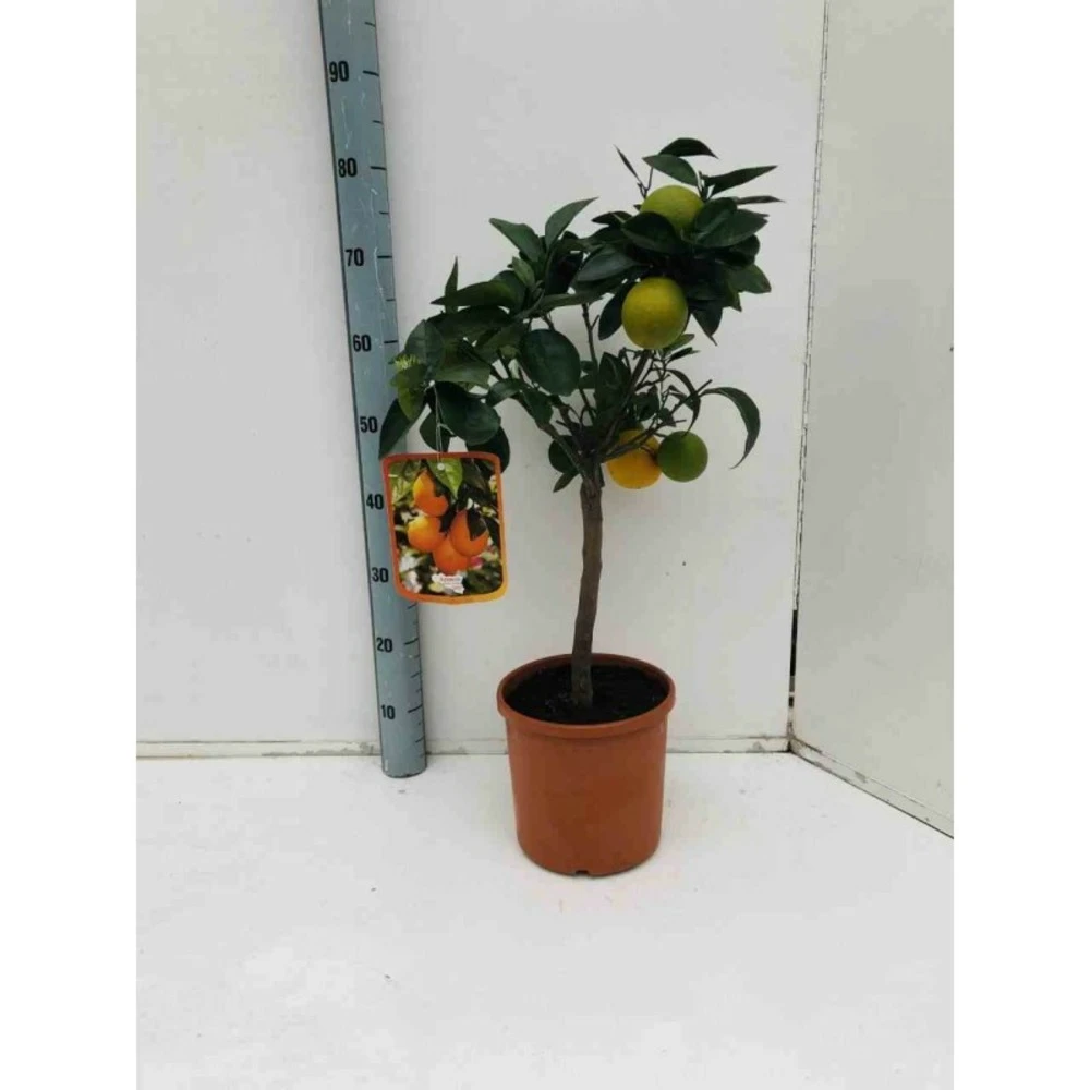 Citrus Sinensis (oranger) Blanc - Taille Pot De 4 Litres - 30/50 Cm 3 Citrus Sinensis (oranger) Blanc - Taille Pot De 4 Litres - 30/50 Cm