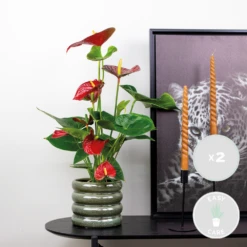 2x Anthurium 'aristo' Red– Flamingo Plant - Facile D'entretien - ⌀14 Cm - ↕45-55 Cm -Feuilora Soldes Boutique 640b783e31f6f7.27190228