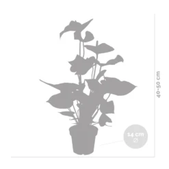 2x Anthurium 'aristo' Red– Flamingo Plant - Facile D'entretien - ⌀14 Cm - ↕45-55 Cm -Feuilora Soldes Boutique 640b783e384ac5.23677321