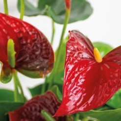 2x Anthurium 'aristo' Red– Flamingo Plant - Facile D'entretien - ⌀14 Cm - ↕45-55 Cm -Feuilora Soldes Boutique 640b783e3f8e96.90530068