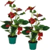 2x Anthurium 'aristo' Red– Flamingo Plant - Facile D'entretien - ⌀14 Cm - ↕45-55 Cm -Feuilora Soldes Boutique 640b783e469480.64156373