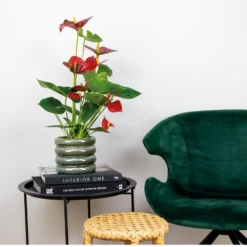 2x Anthurium 'aristo' Red– Flamingo Plant - Facile D'entretien - ⌀14 Cm - ↕45-55 Cm -Feuilora Soldes Boutique 640b783e502989.76282242