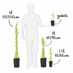 Feuilora Soldes Boutique -Feuilora Soldes Boutique 6420e0614f4374.12580999