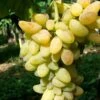 Vigne 'cornichon Blanc' - Vitis Vinifera 3l -Feuilora Soldes Boutique 6420e061695674.47989054